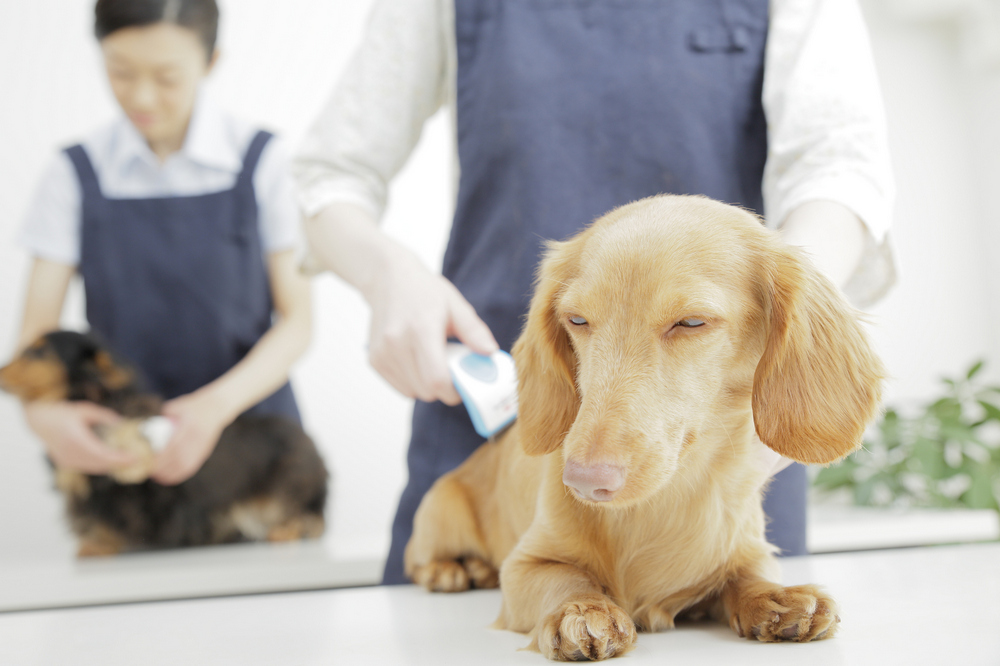 犬の毛並み 毛艶 けづや が悪くなる４つの原因と その対策について